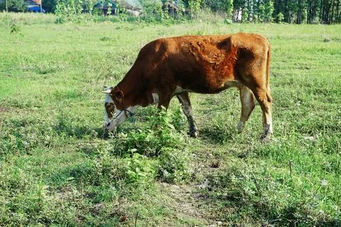 The Cow Stock Photos