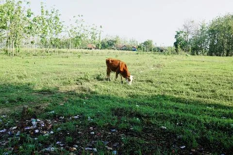 The Cow Stock Photos