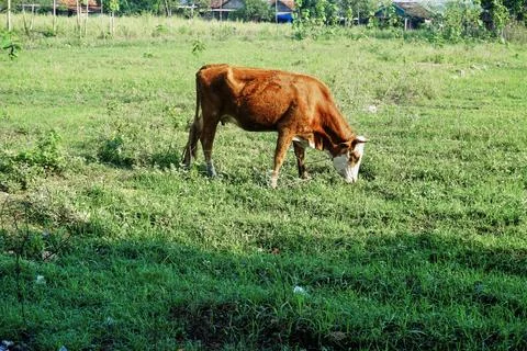 The Cow Stock Photos