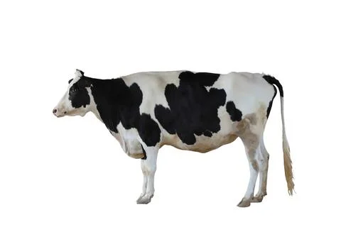 Cow Stock Photos