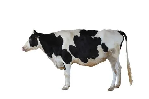 Cow Stock Photos