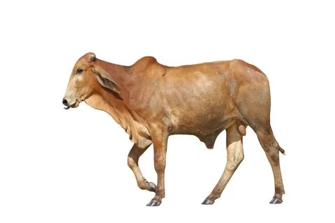 Cow Stock Photos