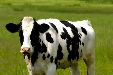 Cow Foto stock