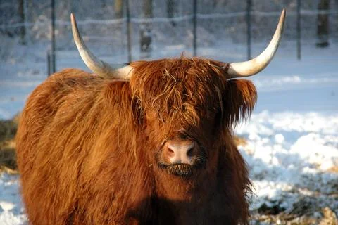 Cow Stock Photos