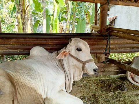 Cow Stock Photos