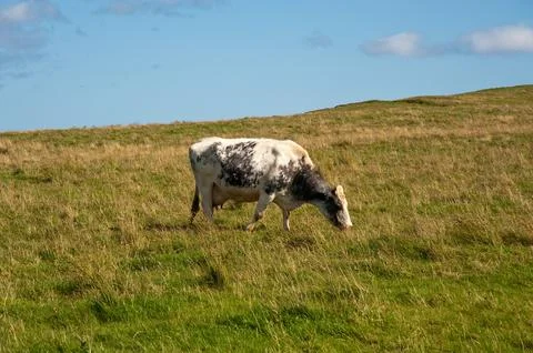 Cow Foto stock