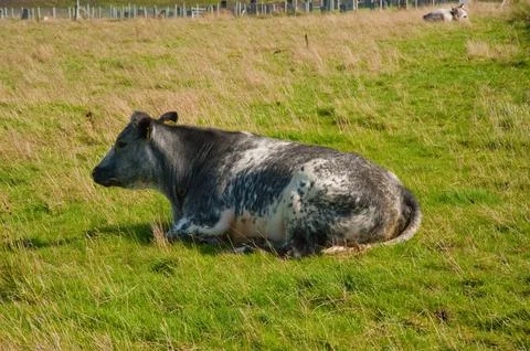 Cow Stockfoto's