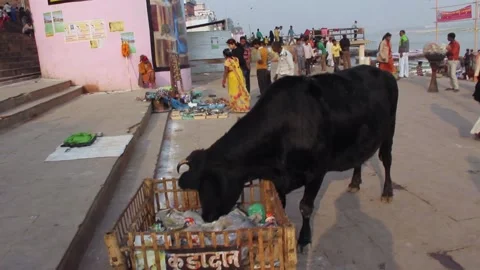 A Cow Picks Through Trash On A Ghat In Varanasi, India Stock Footage 159174645