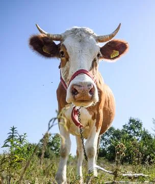 A cow on the plain. Stock Photos