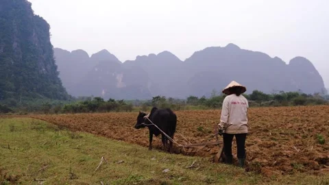 Cow plowing Video stock 242072619