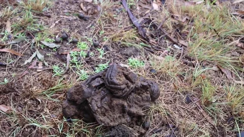 Cow Poo on Grass 動画素材 191476595