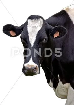 Cow portrait on isolated white background Stock Photos