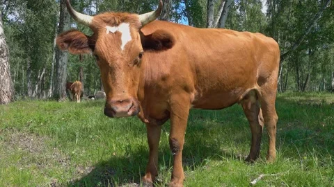 The cow poses for the camera. Video stock 138596704