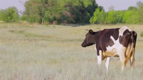 The cow poses for the camera. Many flying flies around, hot summer day Stock Footage 136051971