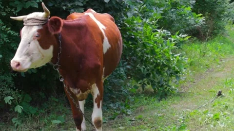 The cow poses for the camera. Many flying flies around, hot summer day, copy 動画素材 136852371
