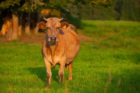 Cow posing in the field Stock-Fotos