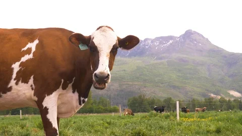 Cow posing in front of field and mountain Video stock 122598727
