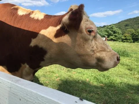Cow Profile Stock Photos
