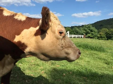 Cow profile Stock Photos