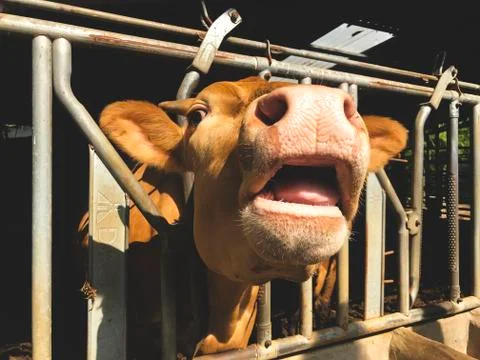 The cow pulled the head out of the pen and looks into the camera Stock Photos