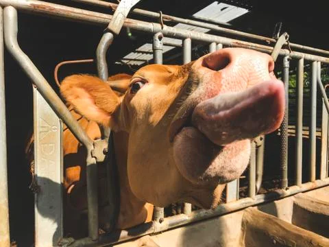 The cow pulled the head out of the pen and shows the tongue Stock Photos