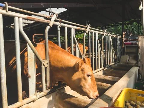 The cow pulled the head out of the pen and eats potato Stock Photos