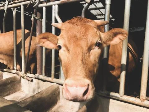 The cow pulled the head out of the pen and looks into the camera Foto stock