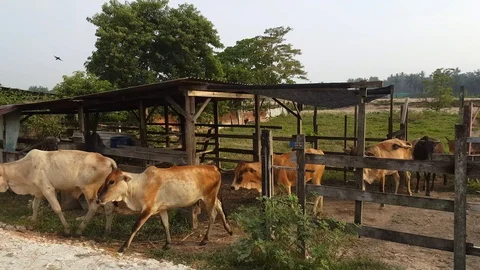Cow queue to go out. Stock Footage 96355208