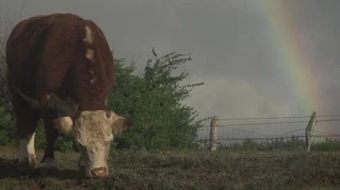 COW RAINBOW Stock Footage 33343027