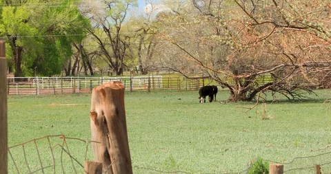 Cow at the ranch's field. Stock Footage 106970906