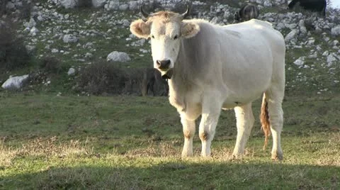 Cow-range-italy Stock Footage 20632539