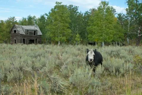 Cow on the Range Foto stock