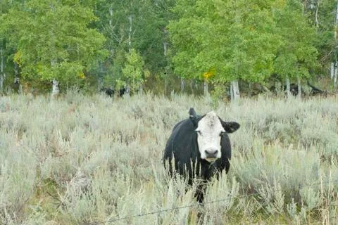 Cow On Range Stock-Fotos