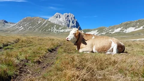 Cow relaxes by chewing grass 스톡 동영상 237261633