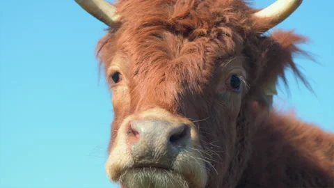 Cow relaxing in sun Stock Footage 171762533