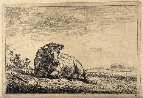 A cow at rest lying in a field. Etching by J. Janson, the elder. Ilustración de archivo