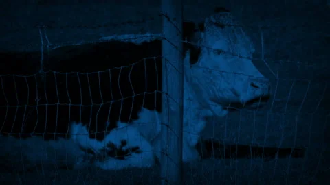 Cow From Behind Stock Footage ~ Royalty Free Stock Videos | Pond5