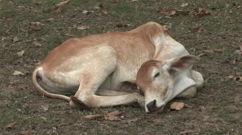 Cow resting, Cambodia Stock Footage 372546