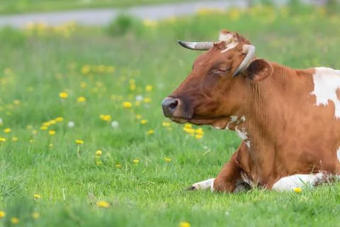 Cow resting in the clearing Stock Photos
