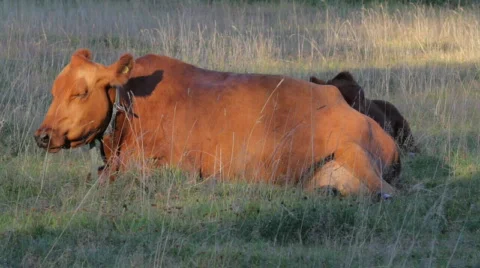 Cow resting Stock Footage 799816