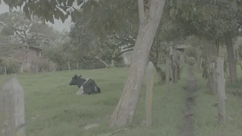 Cow Resting Stock Footage 219512135