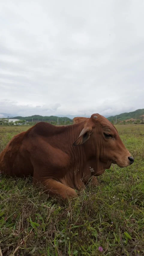 Cow resting on green meadow, peaceful pasture, vertical close-up shot Stock Footage 314498053
