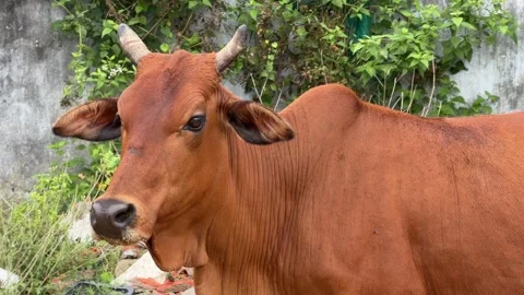 Cow resting on the ground in a small grassy field with visible garbage scattered Vidéo 334116211