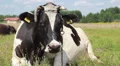 Cow resting in a meadow 3 HD Footage