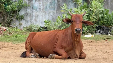 Cow resting on open ground among grass and scattered garbage with bushes and a Stock Footage 330523063