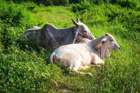 Cow resting Stock Photos