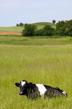 Cow resting Stock Photos