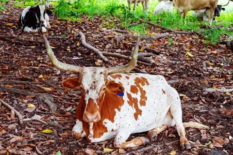 A Cow Of A Resting Place Stock Photos