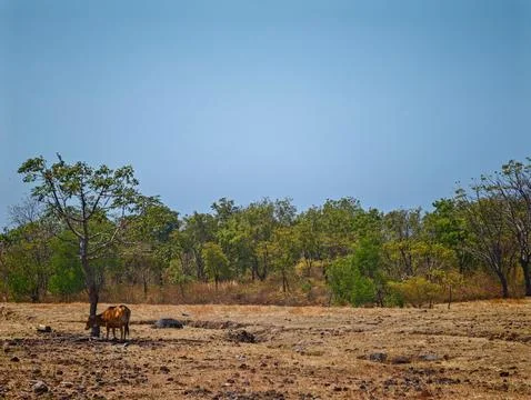 Cow Resting in Shade Under Tree in Dry Savanna Landscape with Blue Sky Photos