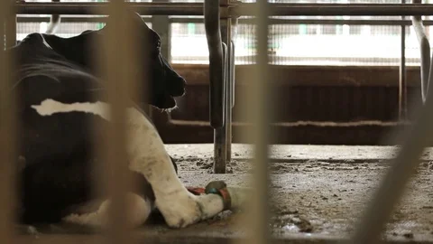 A cow rests in the barn Stock Footage 73555028